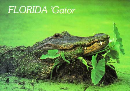 Gatorland Florida