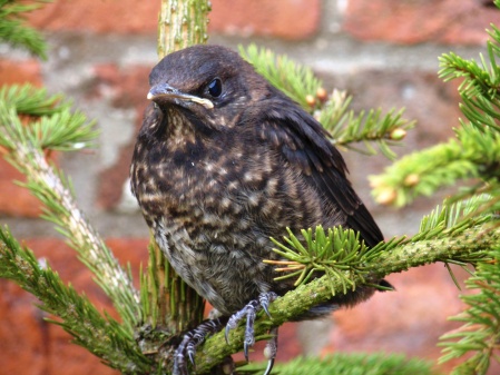 Baby Blackbird