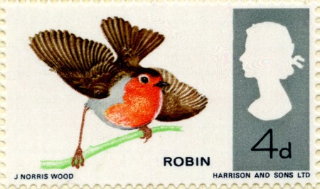 Birds of Britain The Robin